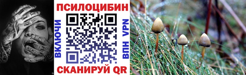 закладка  Домодедово  Псилоцибиновые грибы мицелий 